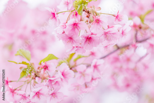 ピンク色が綺麗な満開の桜の花