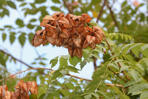 Fruchstand des Rispigen Blasenbaumes aus China, Koelreuteria paniculata, Seifenbaum photo