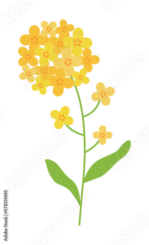 Illustration of yellow rapeseed flowers blooming in spring.