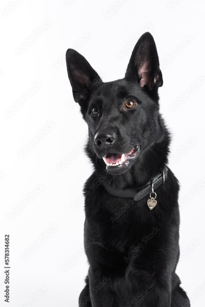 portrait of black germans shepherd dog facing camera.
