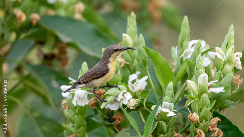 The purple sunbird (Cinnyris asiaticus) The purple sunbird (Cinnyris asiaticus)