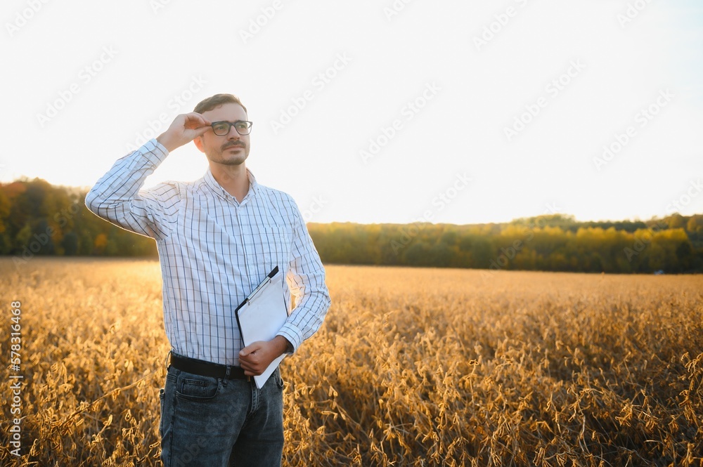 agronomist or farmer examining crop of soybeans field agronomist or farmer examining crop of soybeans field