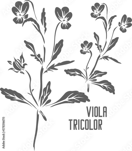 Viola tricolor leafs and flowers vector silhouette. Herba violae medicinal herbal outline. Viola tricolor herb silhouette for pharmaceuticals and cosmetology. A set of Pansy plant outlines.