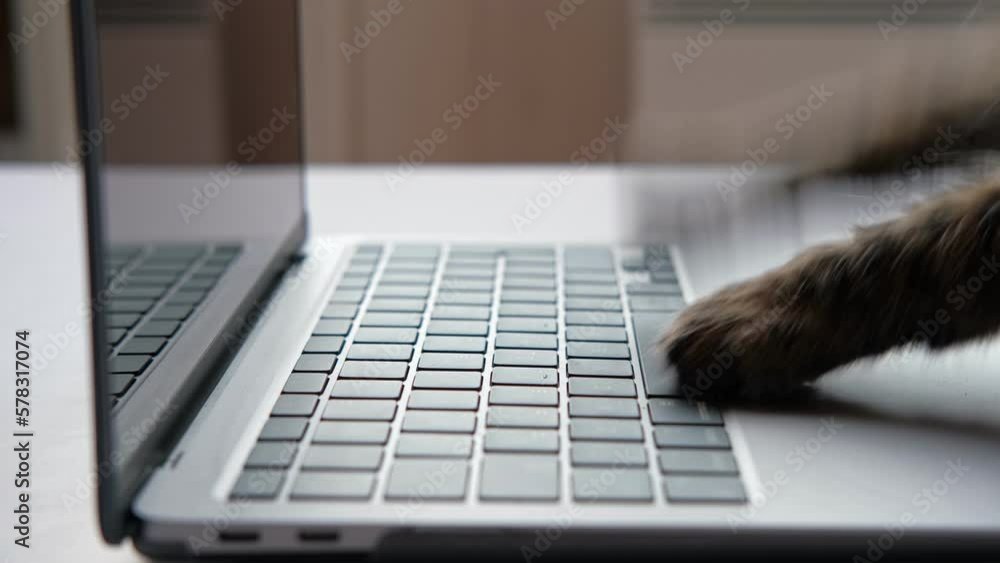 Vídeo do Stock Cat using the computer. Cat Paw using Laptop. Side View