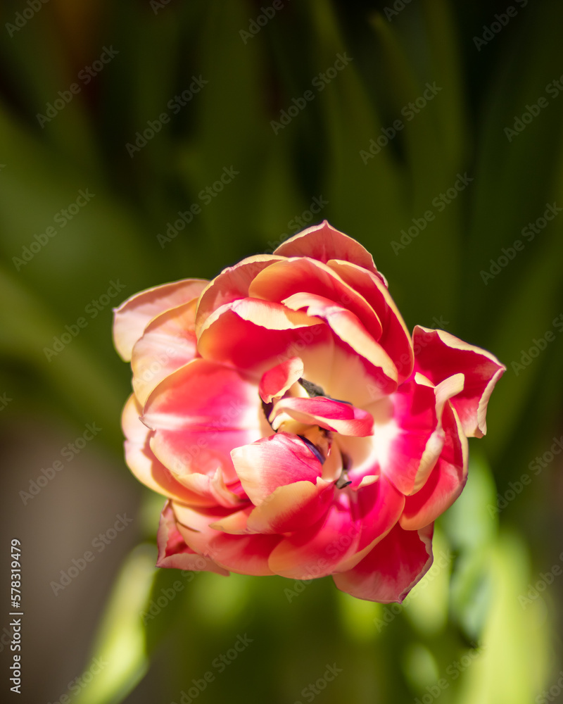 Rozwinięty czerwony tulipan papuzi Rozwinięty czerwony tulipan papuzi
