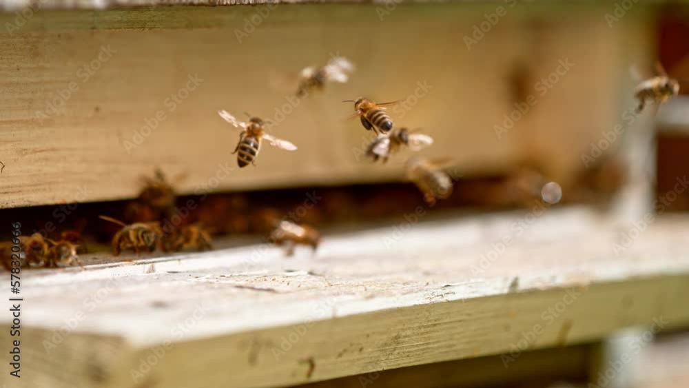 Super slow motion of bees flying in and out bee hive. Filmed on high speed cinema camera, 1000fps. Super slow motion of bees flying in and out bee hive. Filmed on high speed cinema camera, 1000fps.