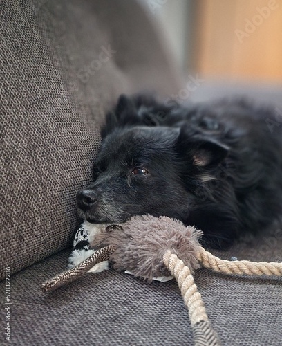 Tired small black Pomeranian dog peacefully resting its head on a small dog toy on a grey couch