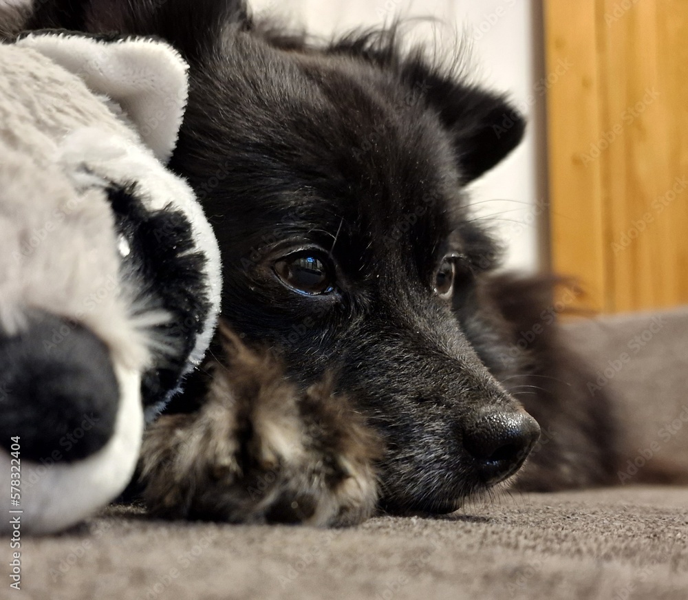 Close-Up of Face of a small sleepy black dog on a couch with a stuffed toy Close-Up of Face of a small sleepy black dog on a couch with a stuffed toy