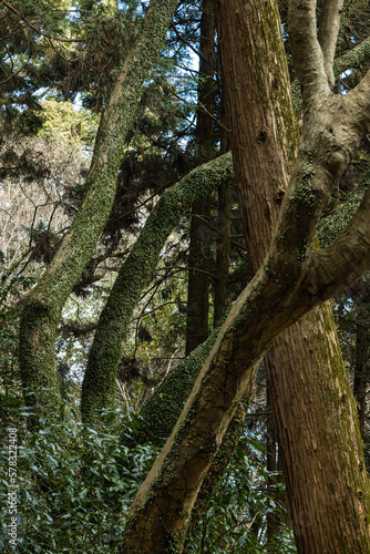 日本　香川県仲多度郡琴平町にある金刀比羅宮の境内にある木々