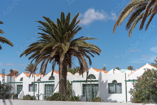 Pequeñas casas blancas con ventanas de madera verde típicas de Fuerteventura rodeadas de palmeras en un día soleado. Arquitectura y recursos turísticos culturales de Canarias © Safi