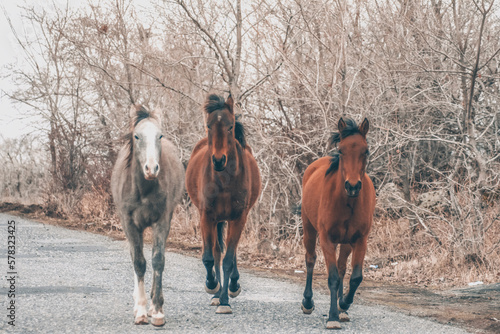 Horses in the wild. Beautiful horses © Artur Harutyunyan