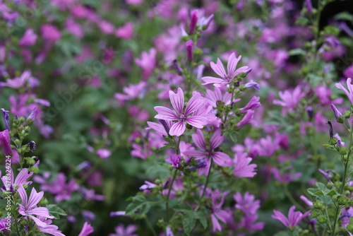 Mauve purple, common mallow flowers. Malva Sylvestris © Katarzyna