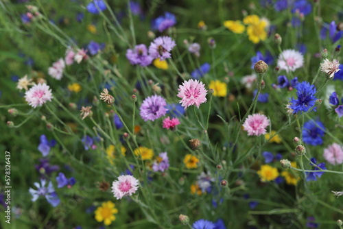 Field flowers, wild meadow. Chamomile, cornflowers, clover. © Katarzyna