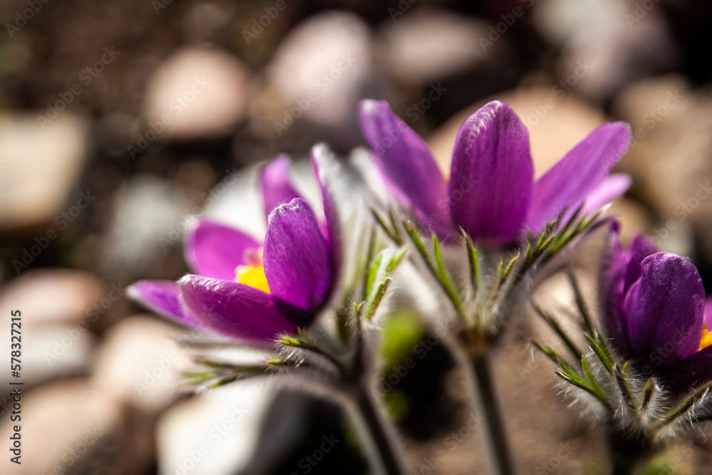 Spring garden, Pulsatilla vulgaris flowers