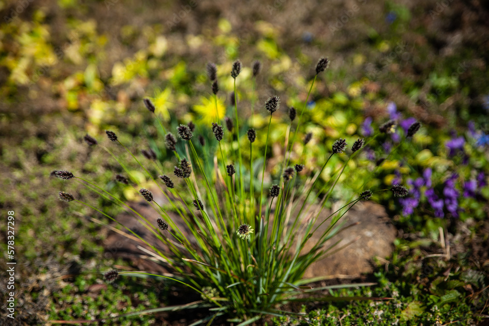 Spring garden, first spring flowers Spring garden, first spring flowers