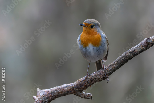 European Robin (Erithacus rubecula) on a branch in the forest of Noord Brabant in the Netherlands.                                                                        © Albert Beukhof