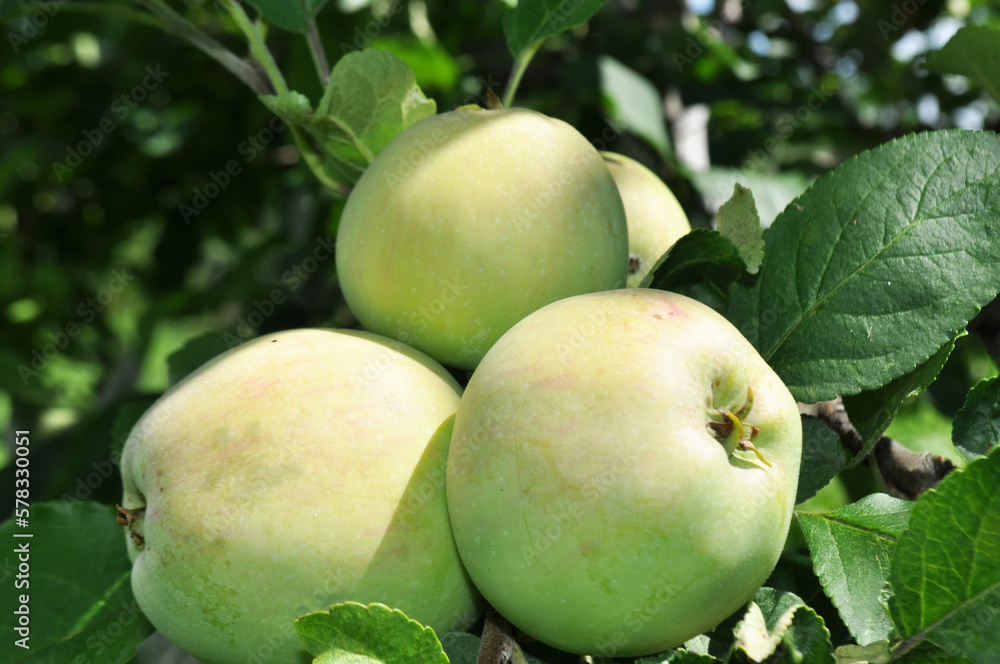 Ripe apples in the garden, harvesting apples in natural conditions Ripe apples in the garden, harvesting apples in natural conditions
