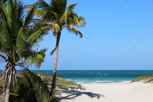 Fototapeta Naklejka Na Ścianę i Meble -  Picturesque view to tropical beach with white sand and coconut palm trees. Tourist resort on Caribbean island