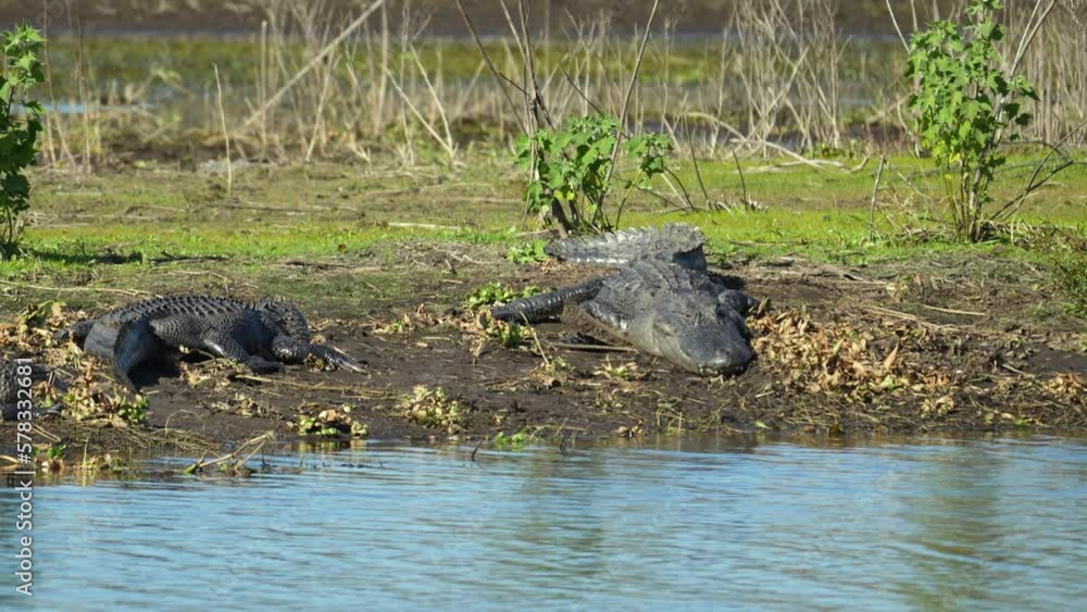 American alligators enjoying the heat from the sun on the bank of the lake in Florida American alligators enjoying the heat from the sun on the bank of the lake in Florida