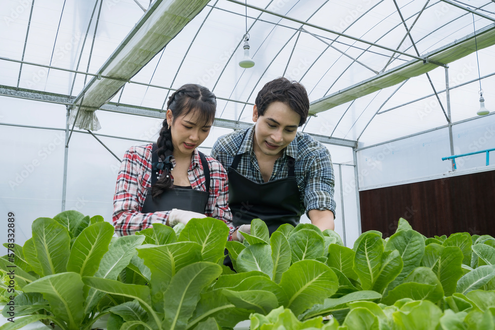 Obraz premium Asian farmers work in vegetables hydroponic farm. Attractive young man and women agriculturist check quality of green oaks at greenhouse.