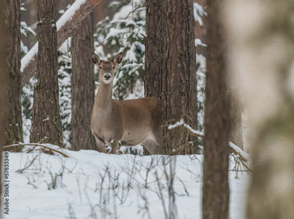deer in the forest deer in the forest