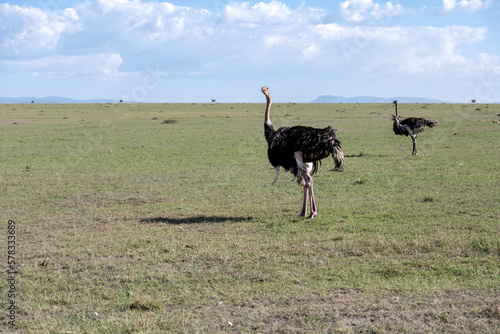 Ostrich in the savannah of Africa