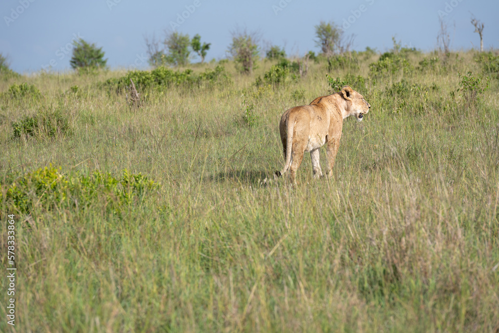 Lion female in the Masai Mara