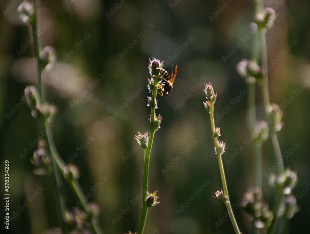 natural grass background natural grass background