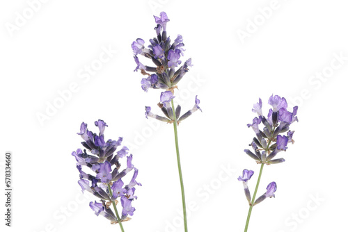 Concept of cozy with flowers  lavender  isolated on white background