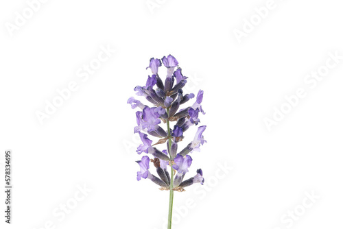 Concept of cozy with flowers, lavender, isolated on white background