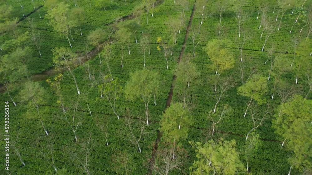 Motion shot or drone sort of tea garden Motion shot or drone sort of tea garden