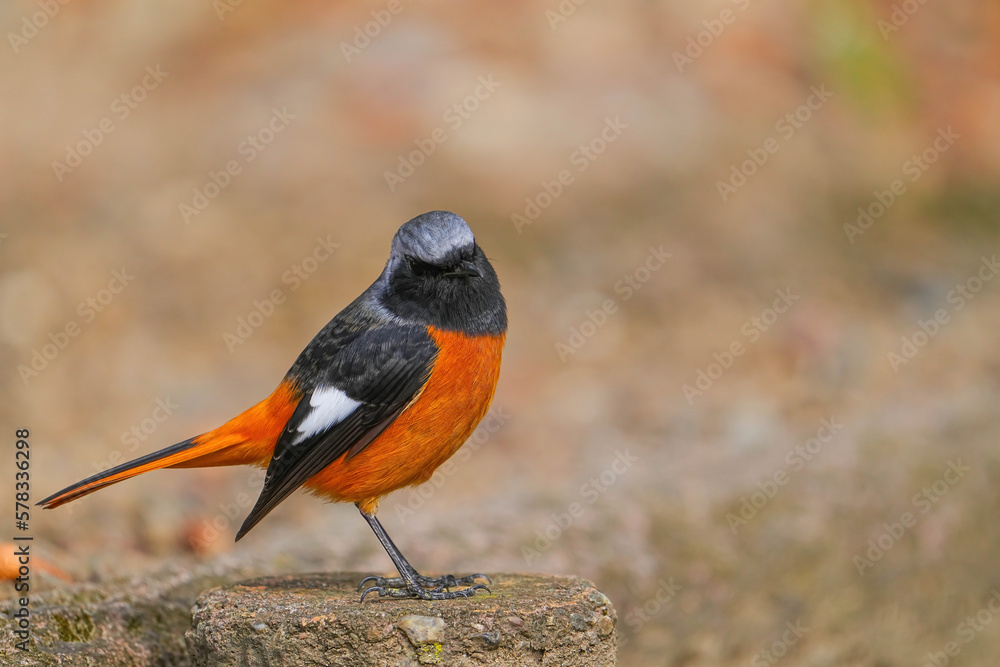 Fototapeta premium ジョウビタキ