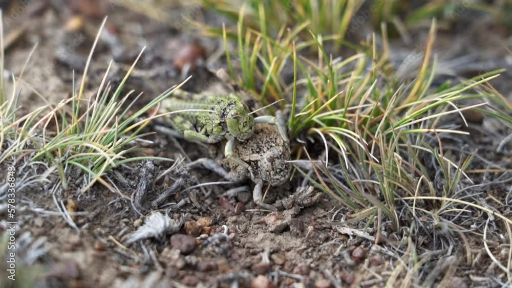 green crickets mating on the ground in the vast landscape of Patagonia. green crickets mating on the ground in the vast landscape of Patagonia.