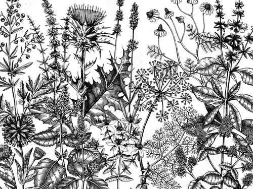 Sketched herbs, flowers, weeds, meadows background. Medicinal plants vintage illustration for cosmetics, perfumery, medicine, packaging. Herbal tea ingredients banner. Medicinal herbs sketch design.