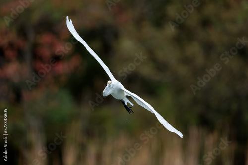 Great egret(Ardea alba)