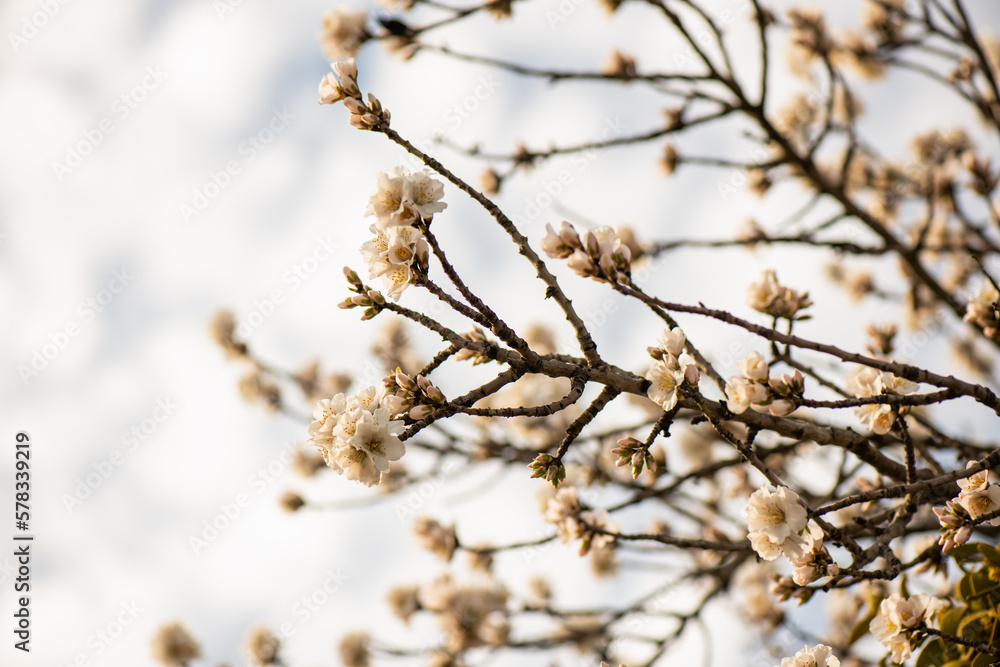 Almendros, flor de almendro, primavera, almendras, flores, floración, brotes, fruto Almendros, flor de almendro, primavera, almendras, flores, floración, brotes, fruto