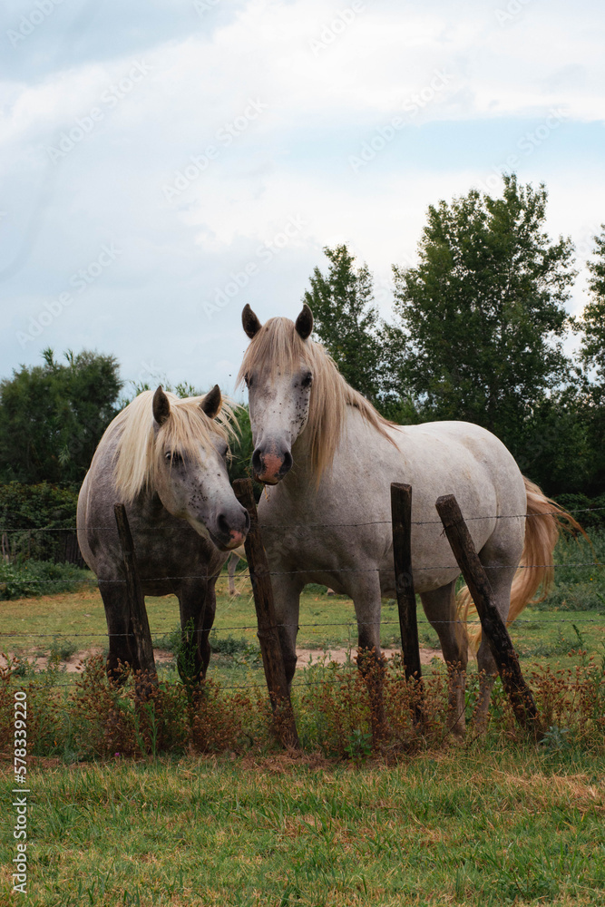 white camargue horse in the field white camargue horse in the field