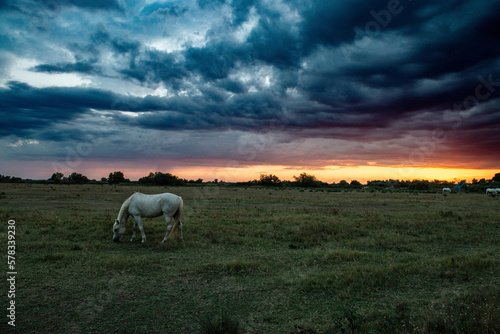 camargue horse in pasture with sunset in the background throw clouds storm