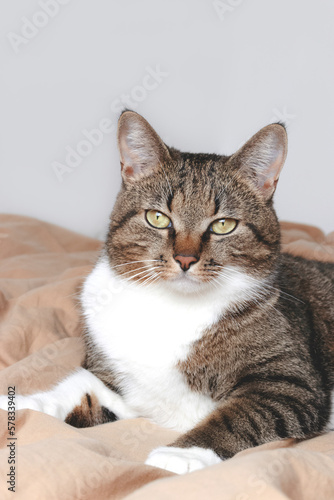 Brown shorthair domestic tabby cat lying in bed and looking away.
