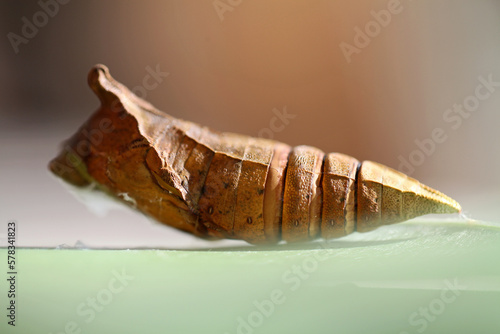 Closeup of a butterfly cacoon  photo