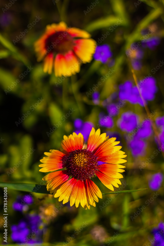 Fototapeta premium a yellow-red Gaillardia flower with large petals against a green-purple blurred background with bokeh, shot from above in close-up in bright sunny weather, vertical photo