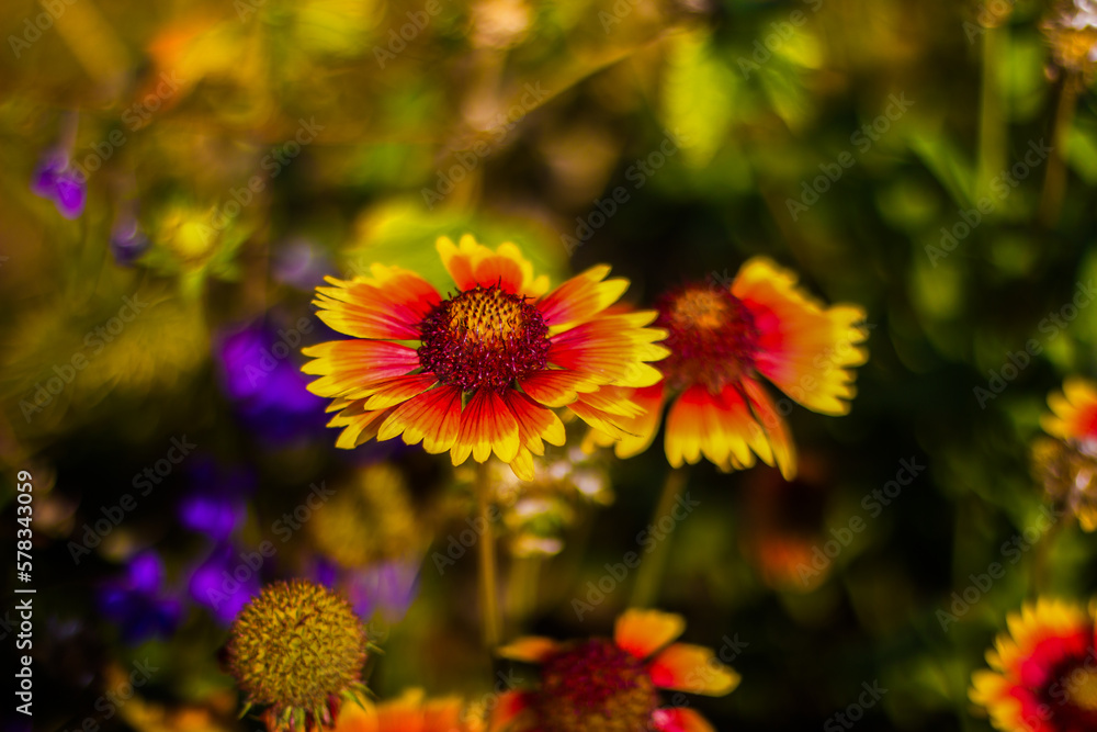 a yellow-red Gaillardia flower with large petals against a green-purple blurred background with bokeh, shot from above in close-up in bright sunny weather