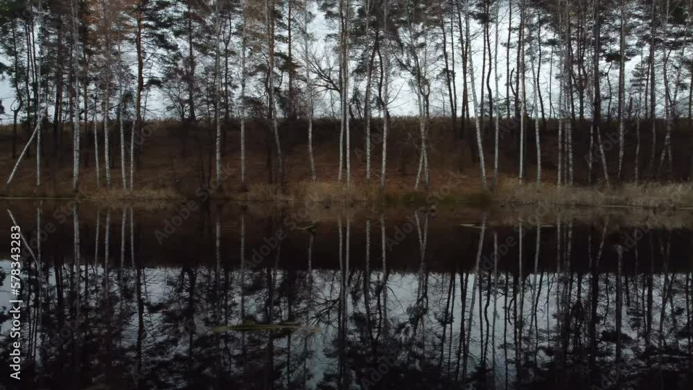 View from the lake to the birch grove on the shore in autumn. The trees are beautifully reflected. Drone footage. View from the lake to the birch grove on the shore in autumn. The trees are beautifully reflected. Drone footage.