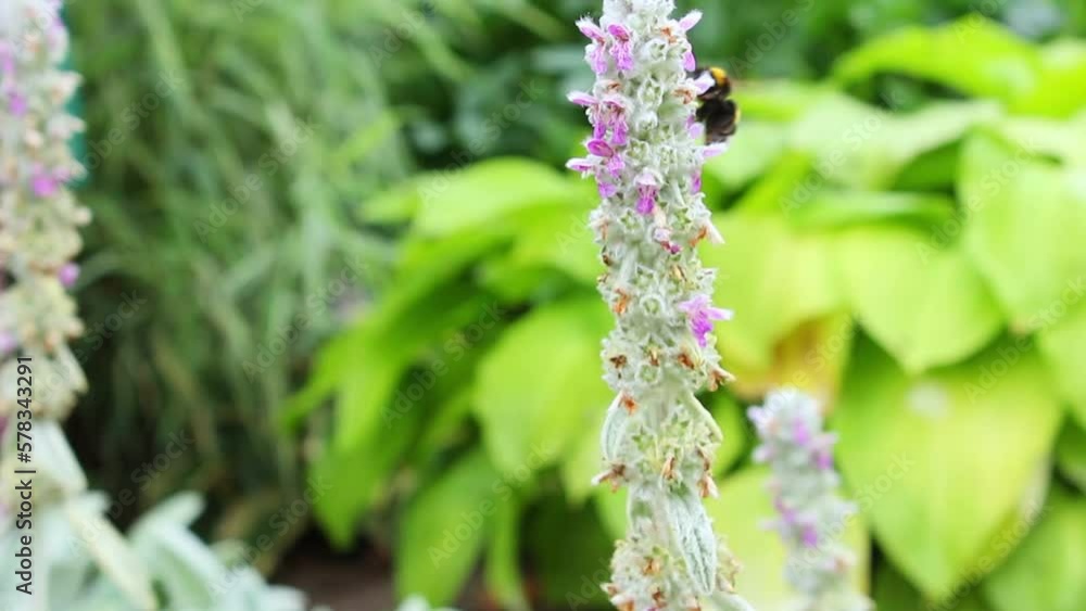 Bumblebee collects honey from flowers close-up. The bumblebee pollinates the flower. Spring flowers Bumblebee collects honey from flowers close-up. The bumblebee pollinates the flower. Spring flowers
