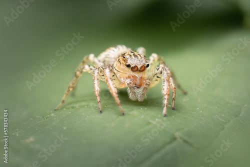 Tan Jumping Spider (Platacryptus Undatus) resting on a green leaf, Long Island, New York.