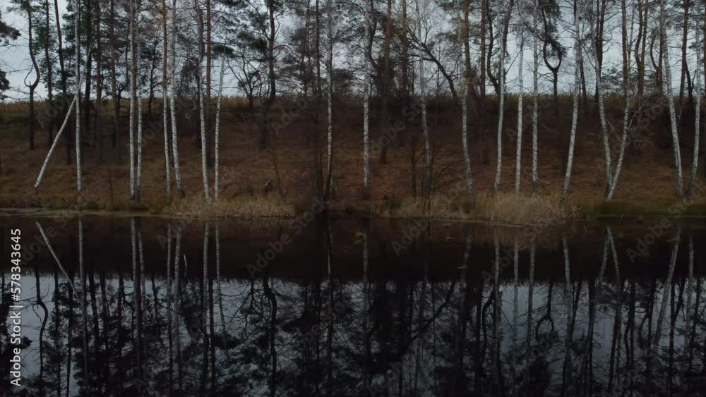 Shooting from a drone of a row of graceful birches on the shore of the lake. The trees on the slope are reflected in the calm surface of the water. Shooting from a drone of a row of graceful birches on the shore of the lake. The trees on the slope are reflected in the calm surface of the water.