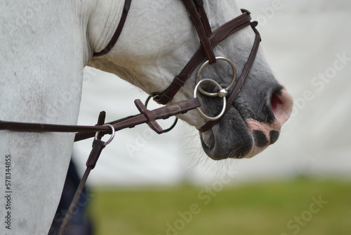 Horse Headshot © Chloe