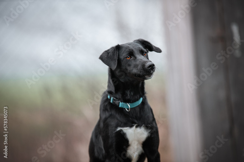 Картината върху платно black dog portrait