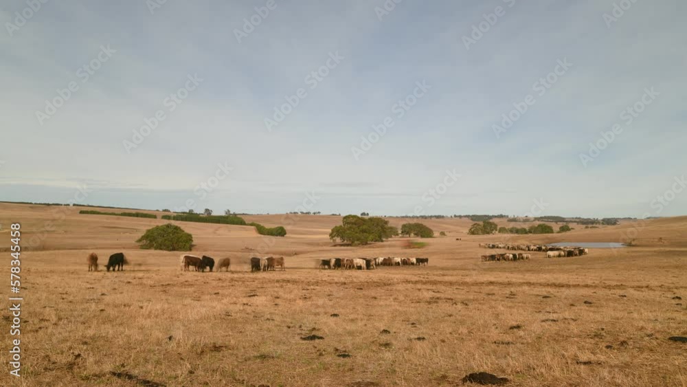cows in field, grazing on grass and pasture in Australia, on a farming ranch. Cattle eating hay and silage. breeds include speckled park, Murray grey, angus, Brangus, hereford, wagyu, dairy cows. cows in field, grazing on grass and pasture in Australia, on a farming ranch. Cattle eating hay and silage. breeds include speckled park, Murray grey, angus, Brangus, hereford, wagyu, dairy cows.