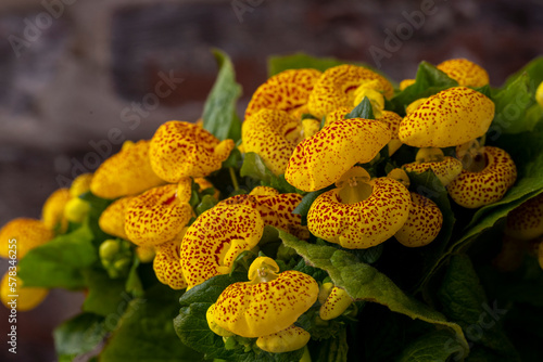 Yellow colored Calceolaria Biflora ; Turkish name lady bag flower